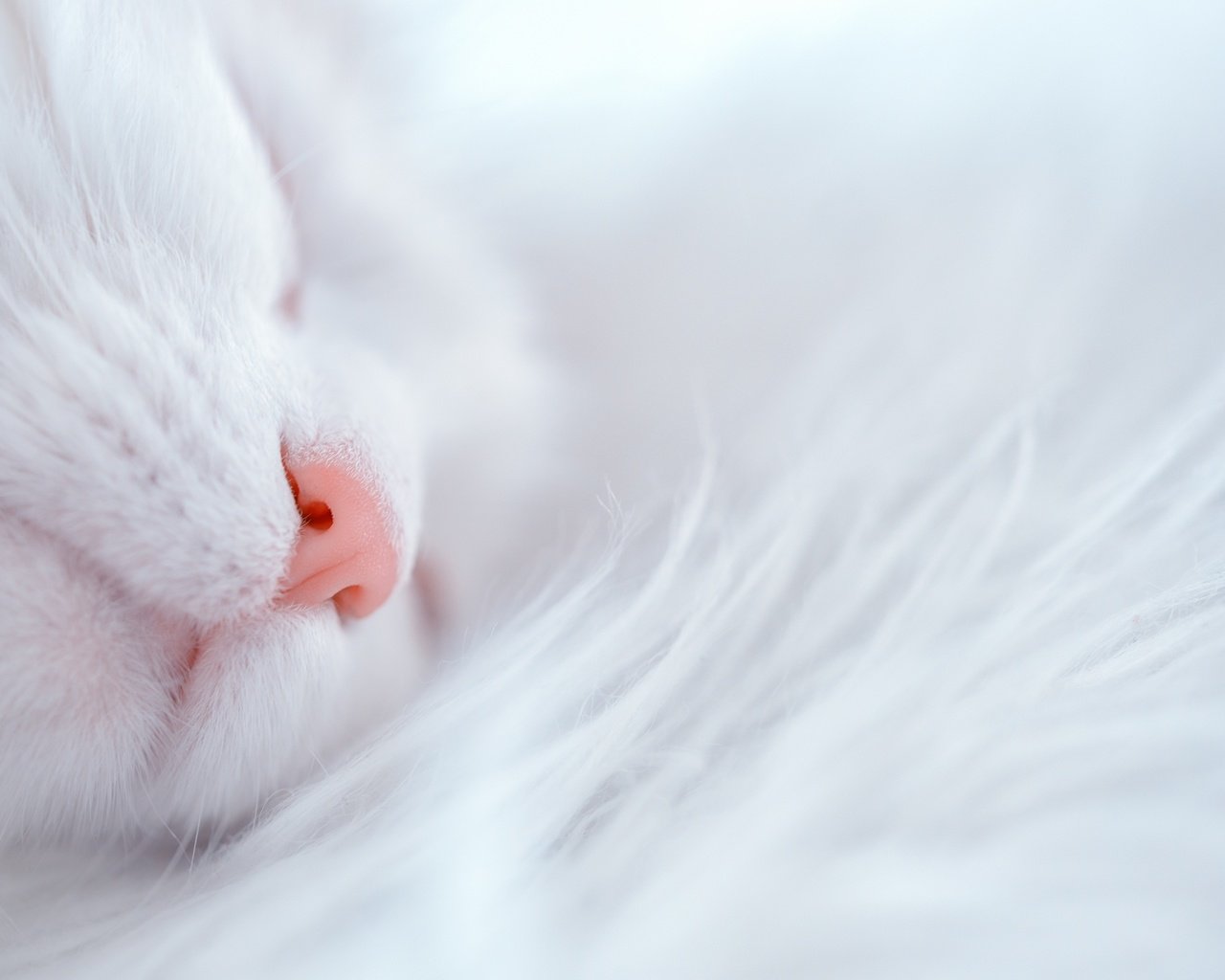 Обои кот, кошка, белый, дом, уют, cat, white, house, comfort разрешение 2880x1923 Загрузить