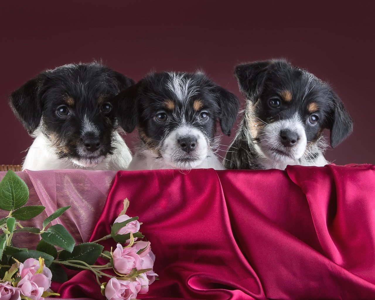 Обои розы, щенки, трио, джек-рассел-терьер, roses, puppies, trio, jack russell terrier разрешение 3000x1939 Загрузить