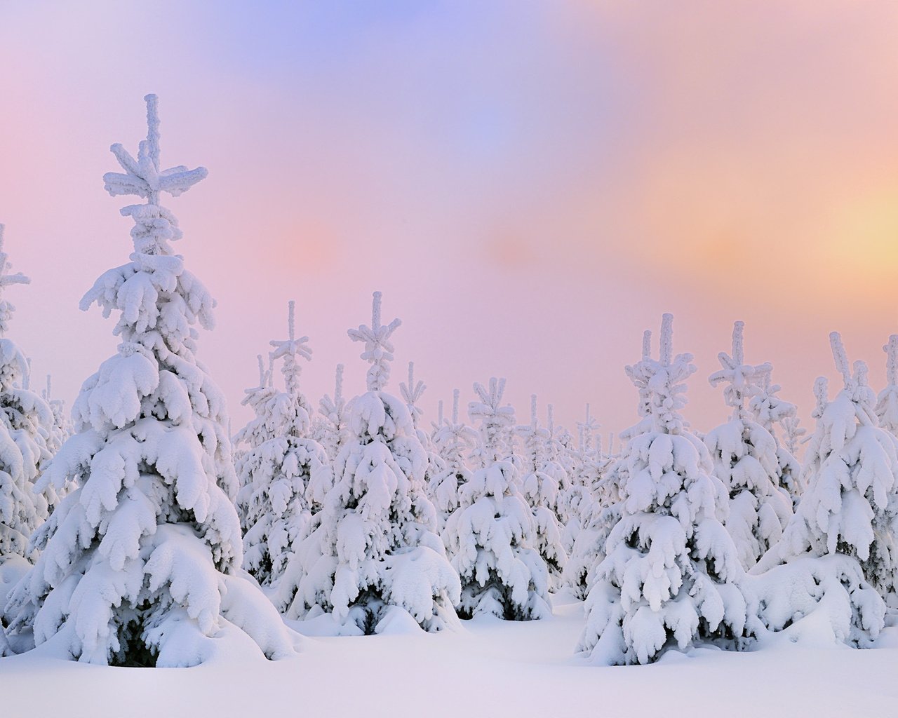 Обои снег, зима, северное сияние, сосны, сугробы, snow, winter, northern lights, pine, the snow разрешение 1920x1200 Загрузить