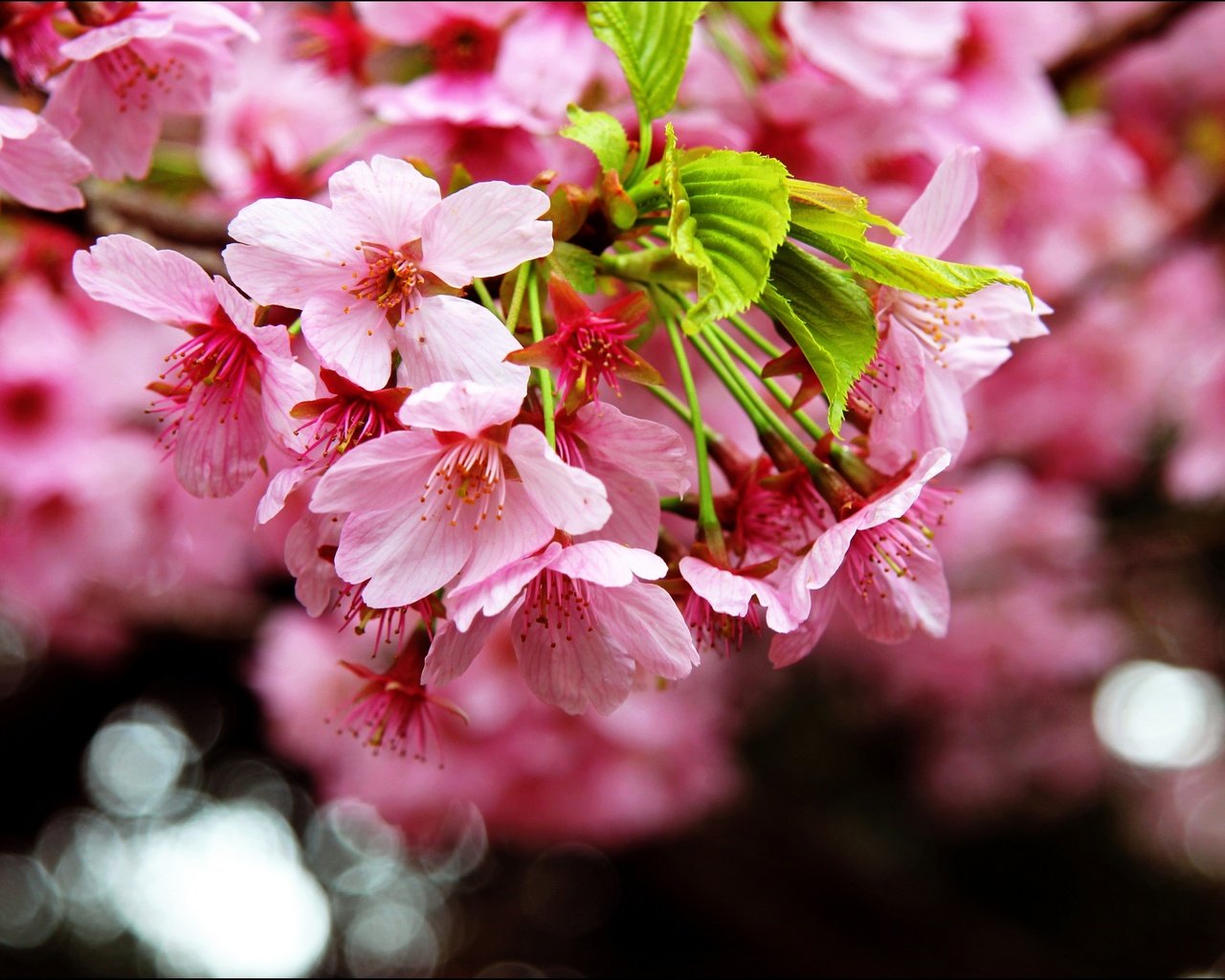 Обои цветение, макро, весна, сакура, blossom, весенние, flowering trees, flowering, macro, spring, sakura разрешение 2880x1828 Загрузить