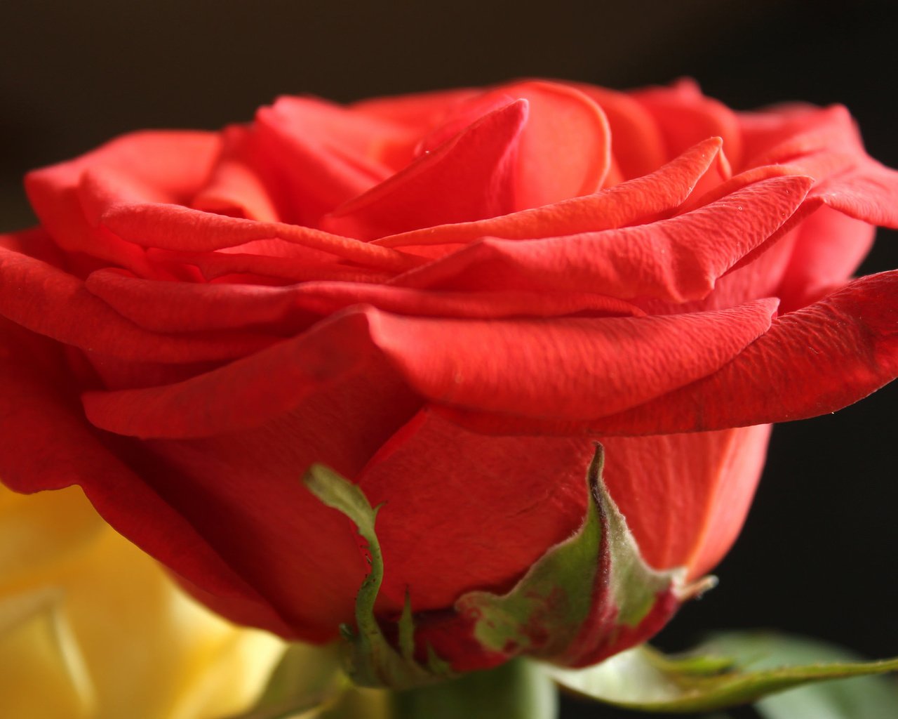 Обои цветок, роза, лепестки, бутон, flower, rose, petals, bud разрешение 2048x1363 Загрузить
