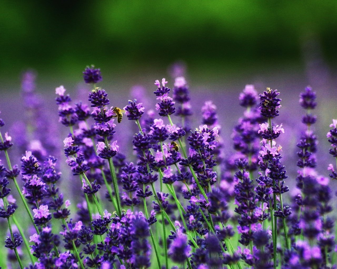 Обои цветы, поле, лаванда, пчелы, flowers, field, lavender, bees разрешение 3008x2000 Загрузить