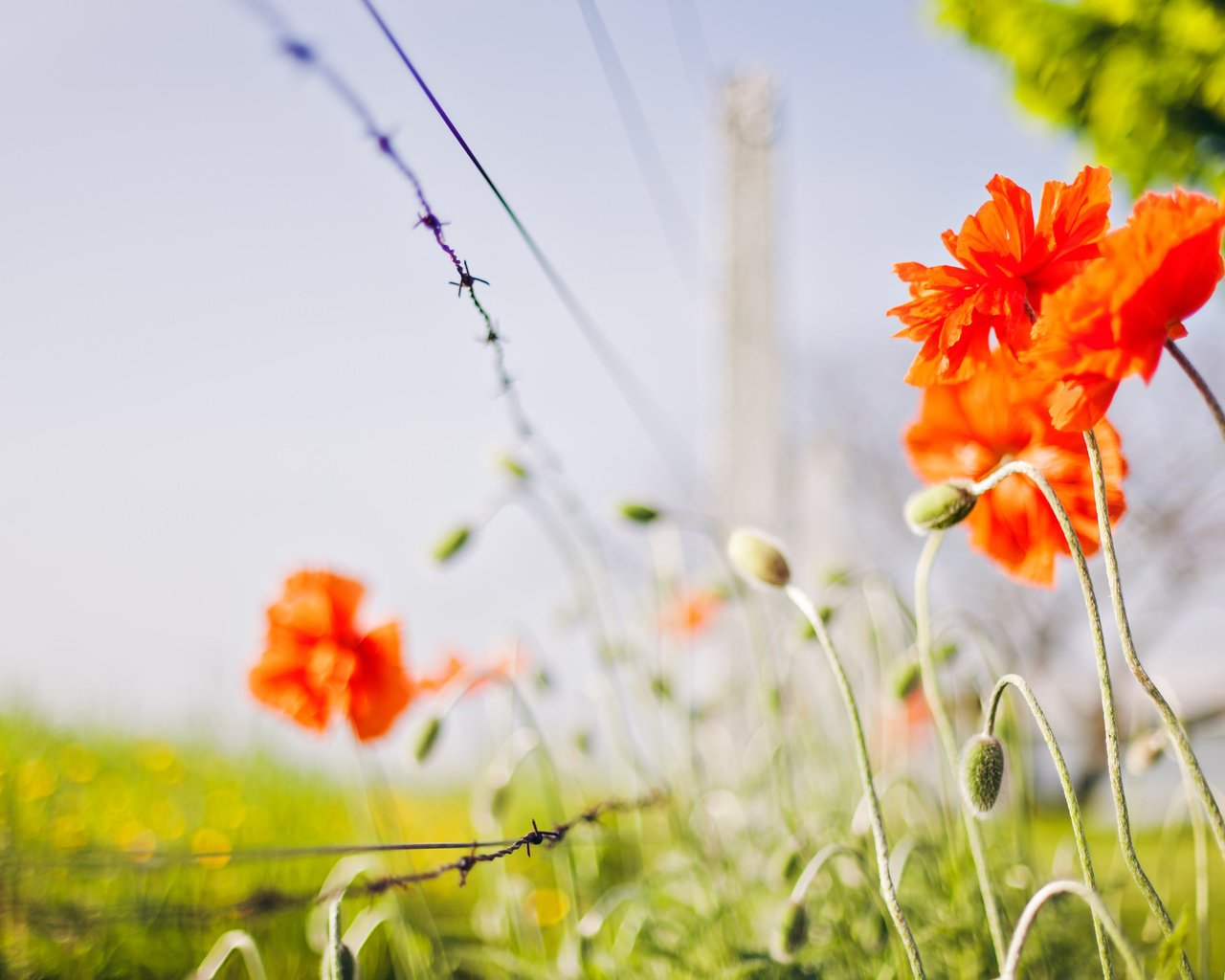 Обои цветы, природа, маки, flowers, nature, maki разрешение 2048x1365 Загрузить