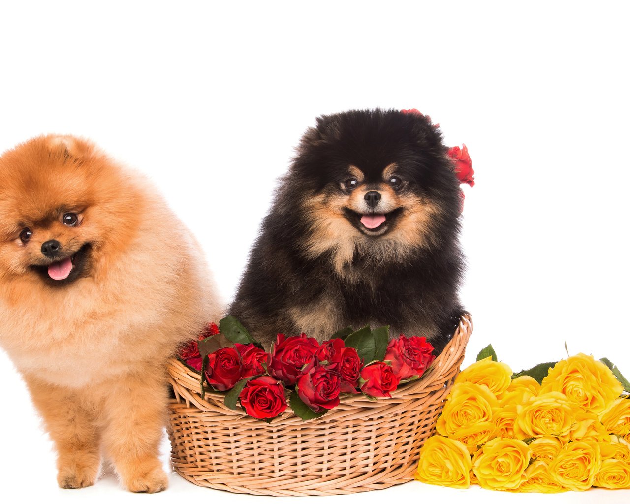 Обои цветы, розы, взгляд, пушистые, корзина, песики, шпиц, flowers, roses, look, fluffy, basket, dogs, spitz разрешение 4500x3000 Загрузить