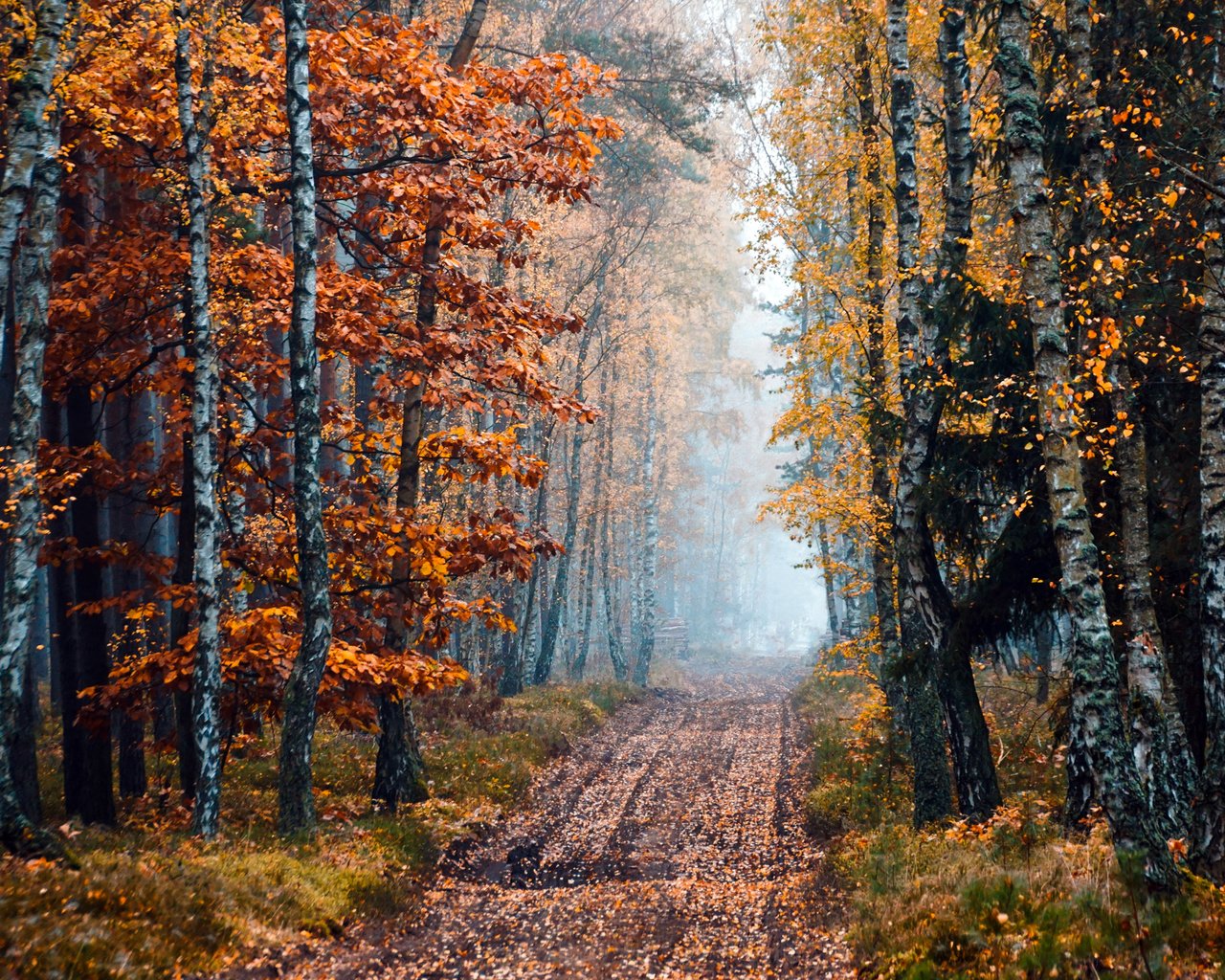 Обои дорога, деревья, природа, лес, осень, береза, road, trees, nature, forest, autumn, birch разрешение 2400x1520 Загрузить