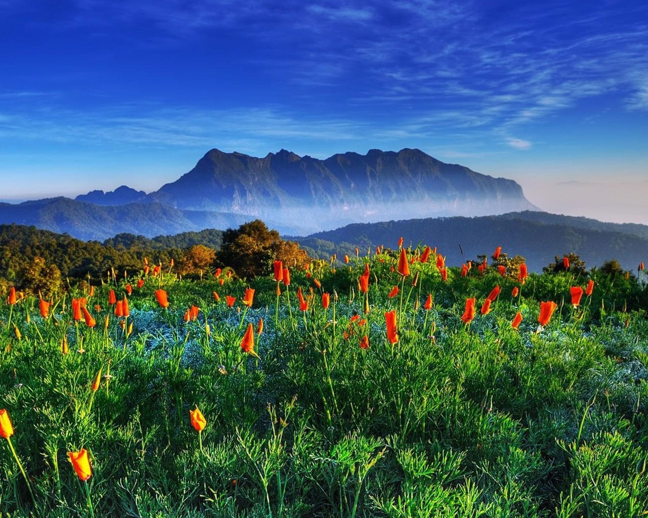 Обои цветы, горы, поле, гора, таиланд,  цветы, chiang-dao, цзян-дао, flowers, mountains, field, mountain, thailand, jiang dao разрешение 1920x1080 Загрузить