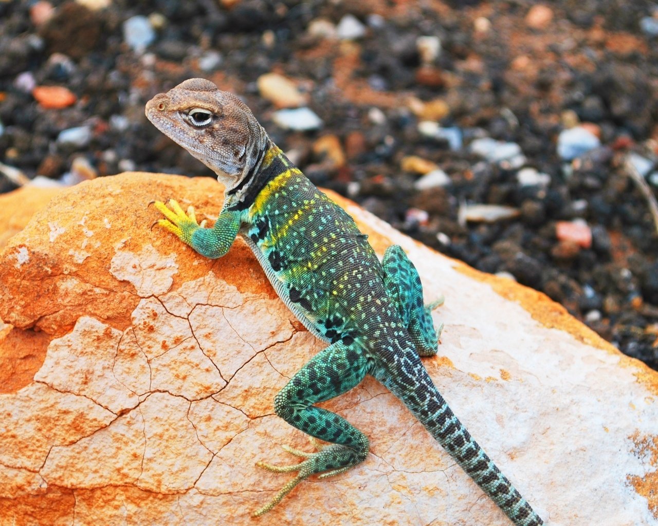 Обои камни, ящерица, геккон, игуана, ошейниковая игуана, stones, lizard, gecko, iguana разрешение 2560x1440 Загрузить