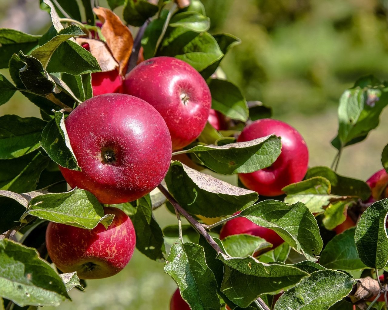 Обои ветка, листья, фрукты, яблоки, плоды, branch, leaves, fruit, apples разрешение 2048x1344 Загрузить