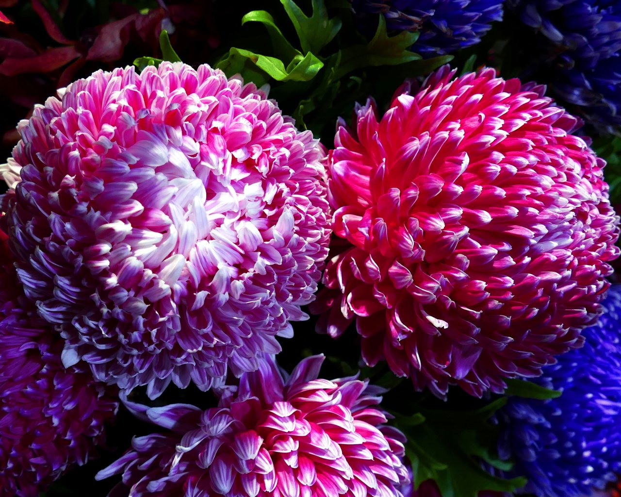 Обои свет, макро, хризантемы, chrysanthemums, light, macro, chrysanthemum разрешение 5472x3648 Загрузить