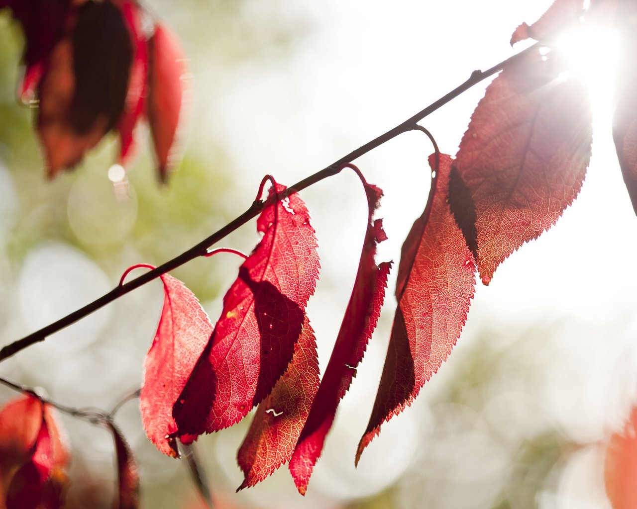 Обои свет, природа, листья, осень, light, nature, leaves, autumn разрешение 2048x1365 Загрузить