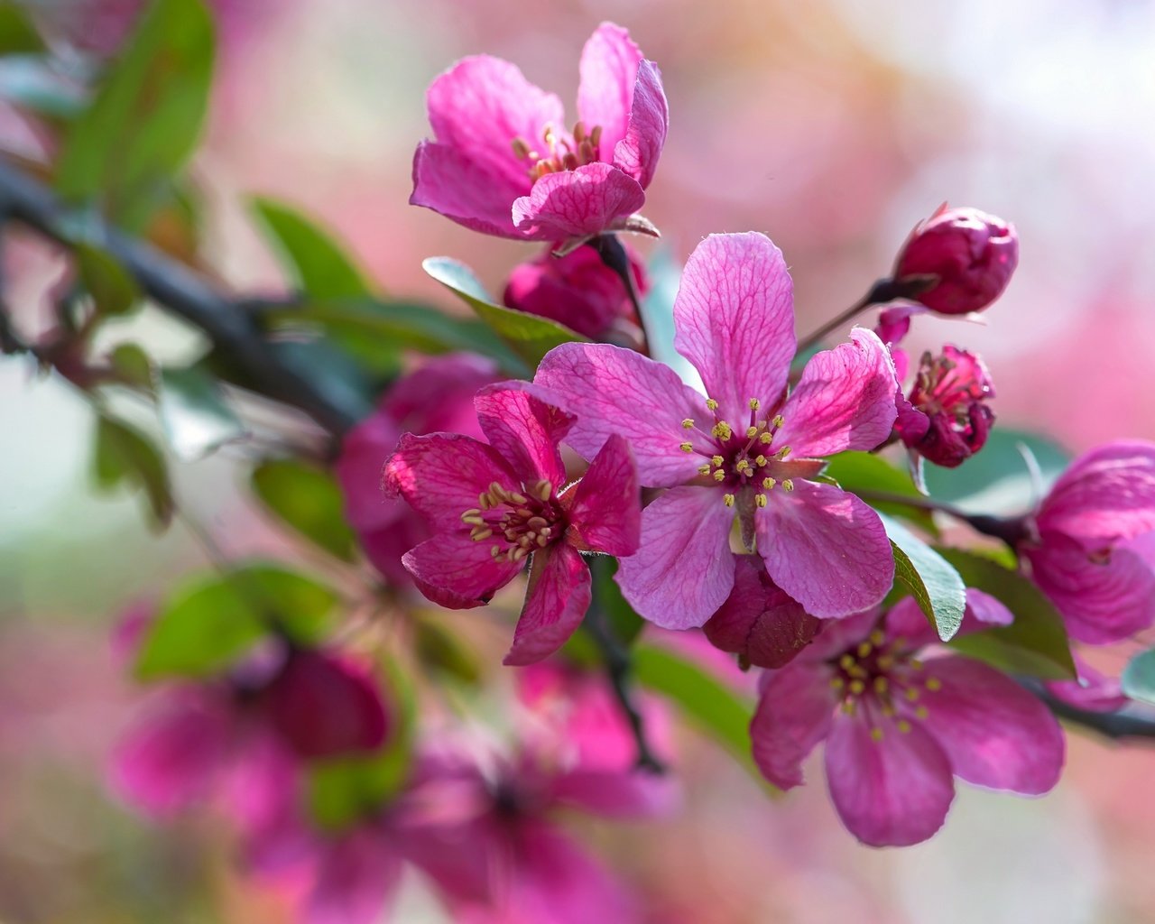 Обои ветка, макро, розовый, яблоня, branch, macro, pink, apple разрешение 2048x1367 Загрузить