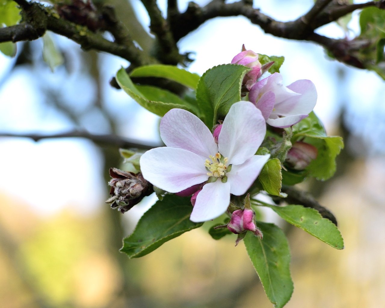 Обои ветка, цветение, макро, весна, яблоня, branch, flowering, macro, spring, apple разрешение 2400x1600 Загрузить