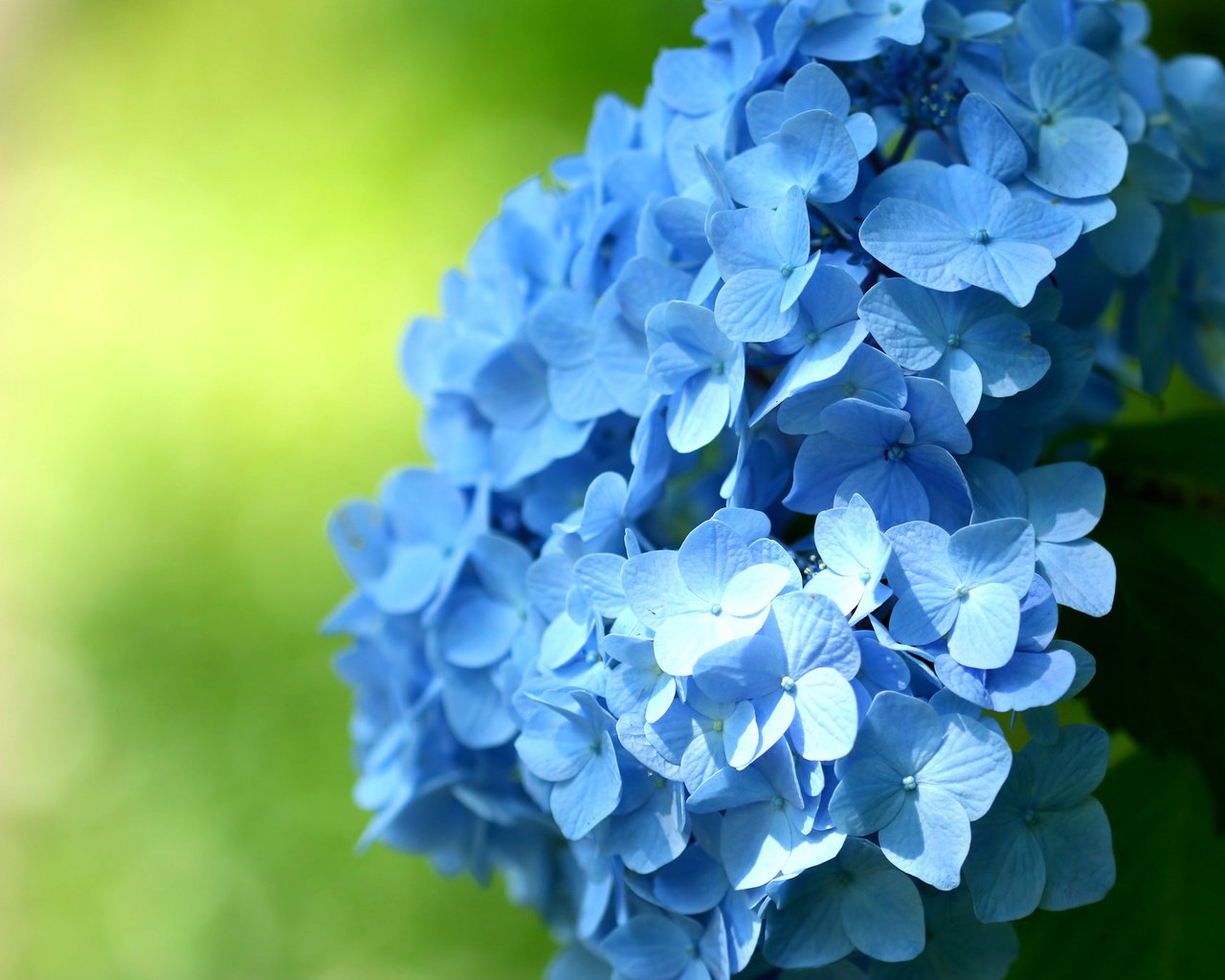 Обои цветы, макро, голубые, соцветие, гортензия, flowers, macro, blue, inflorescence, hydrangea разрешение 2048x1365 Загрузить