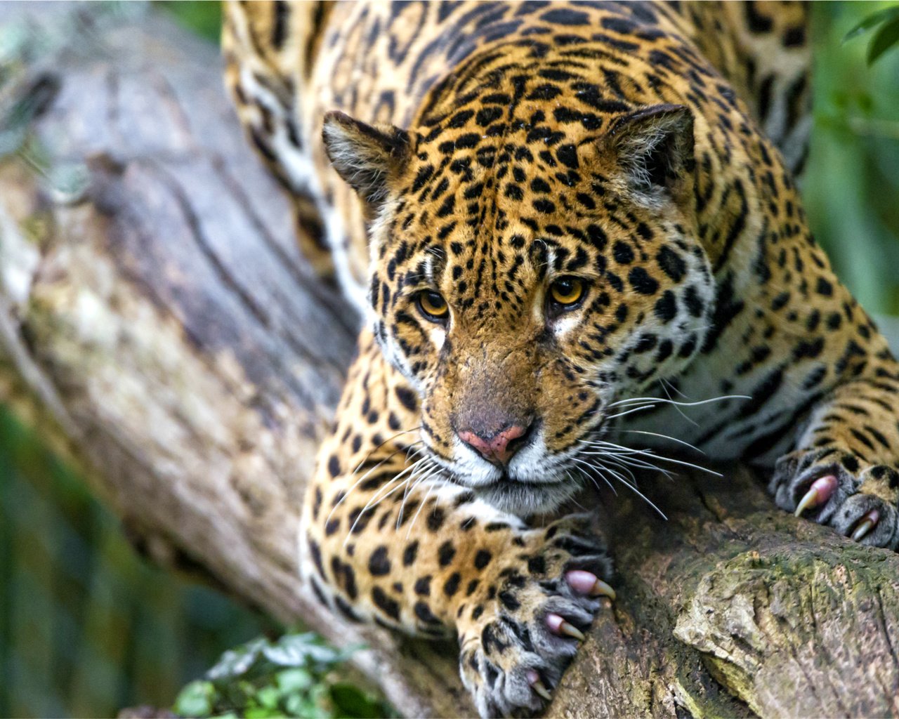 Обои морда, пятна, хищник, ягуар, когти, face, spot, predator, jaguar, claws разрешение 2400x1650 Загрузить