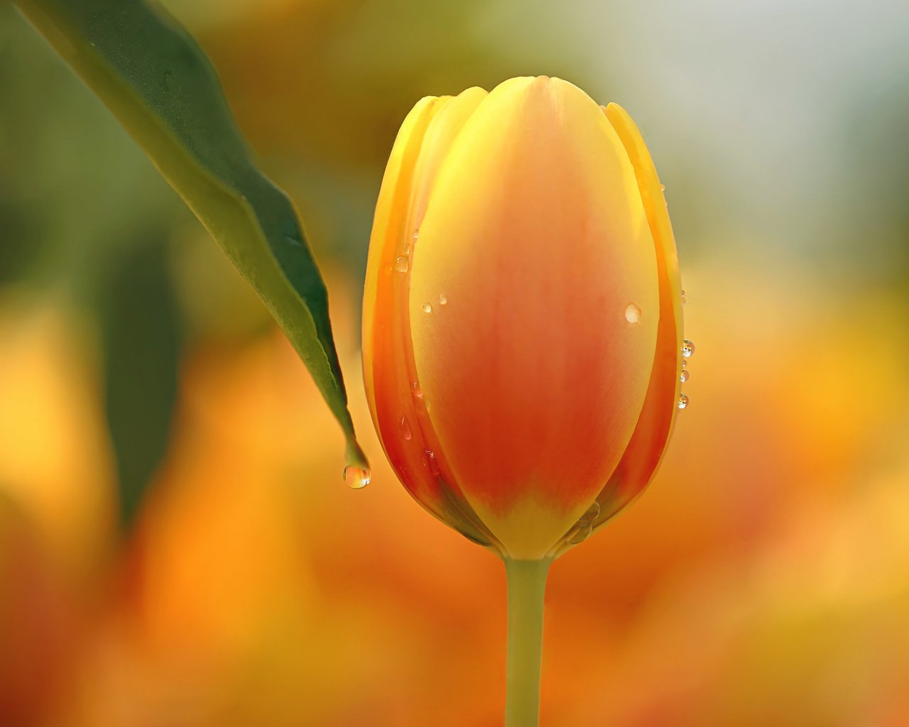 Обои природа, макро, цветок, тюльпан, nature, macro, flower, tulip разрешение 2048x1365 Загрузить