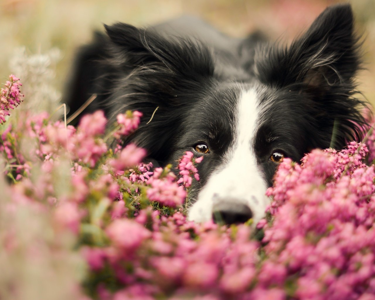 Обои морда, цветы, портрет, собака, бордер-колли, face, flowers, portrait, dog, the border collie разрешение 2880x1619 Загрузить