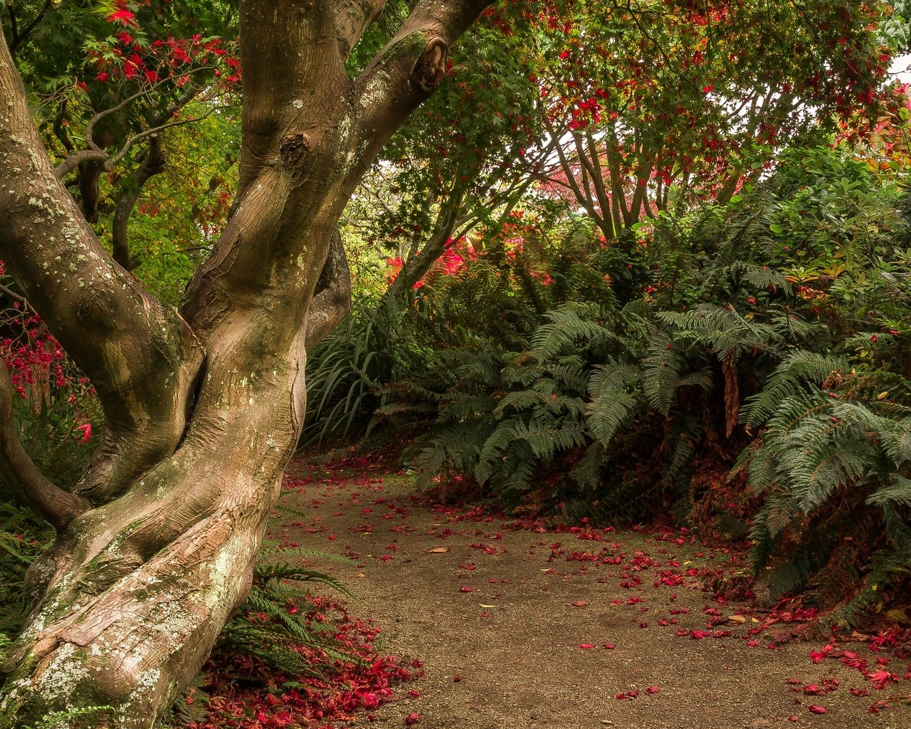 Обои деревья, кусты, сад, тропинка, новая зеландия, отаго, dunedin botanic gardens, trees, the bushes, garden, path, new zealand, otago разрешение 2880x1800 Загрузить