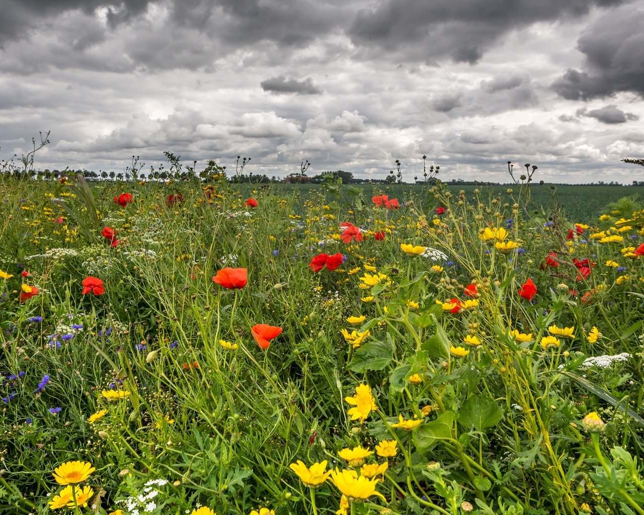 Обои небо, цветы, трава, облака, поле, лето, маки, лютики, the sky, flowers, grass, clouds, field, summer, maki, buttercups разрешение 3400x1965 Загрузить