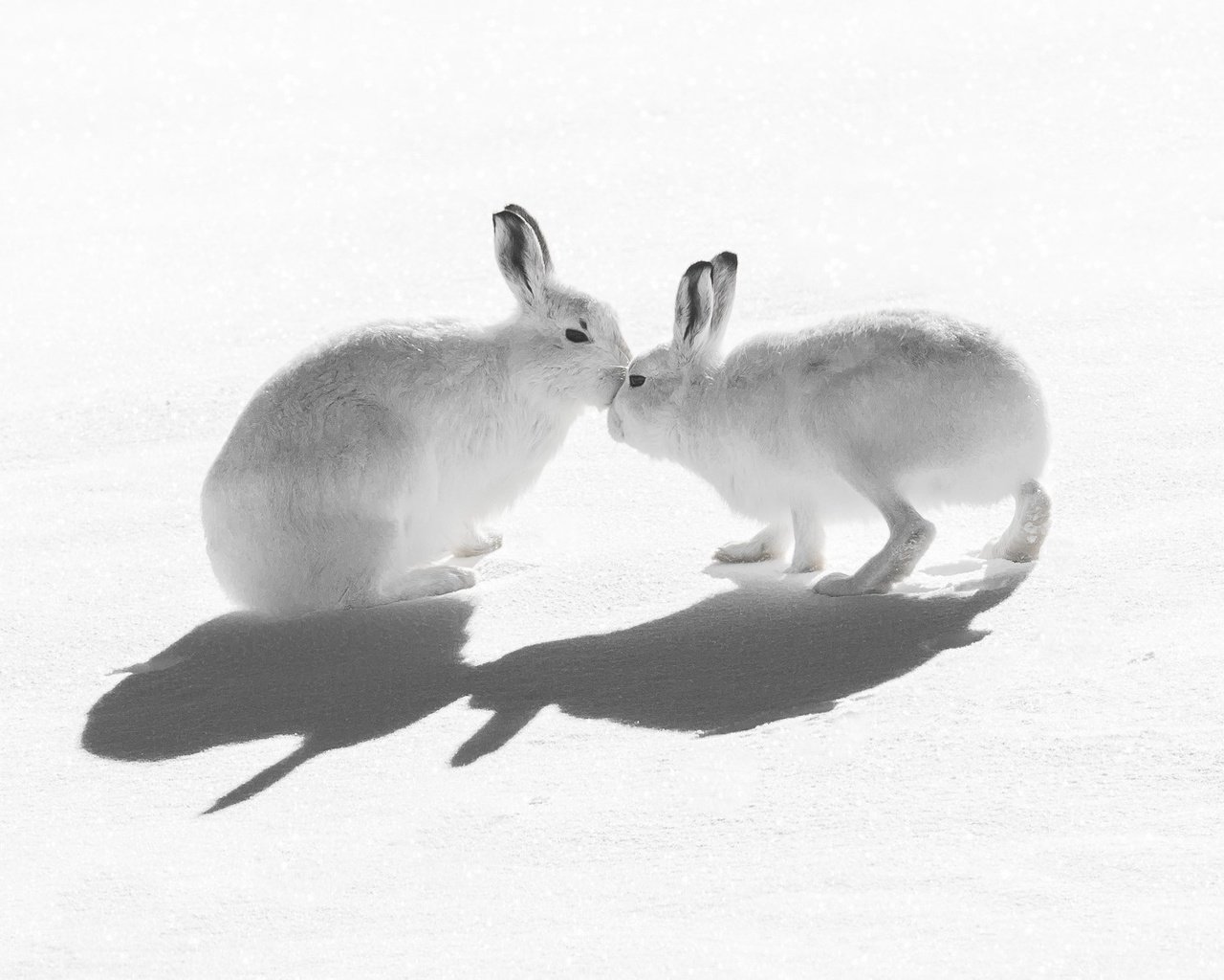 Обои снег, природа, тень, зайцы, воздушны поцелуй, горный заяц, snow, nature, shadow, rabbits, kiss, mountain hare разрешение 2047x1321 Загрузить