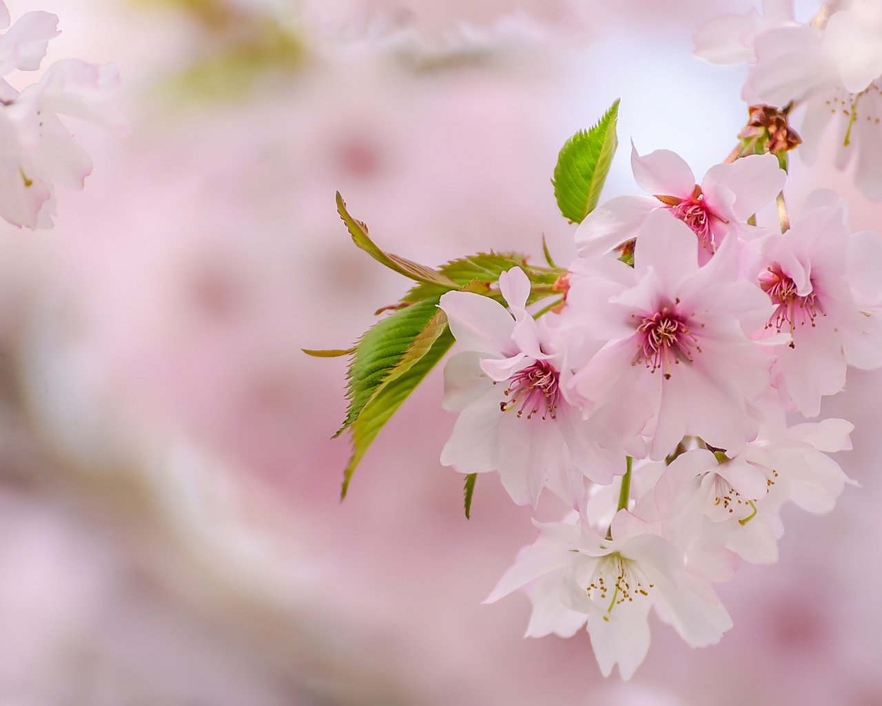 Обои весна, розовый, сакура, нежность, spring, pink, sakura, tenderness разрешение 2048x1276 Загрузить