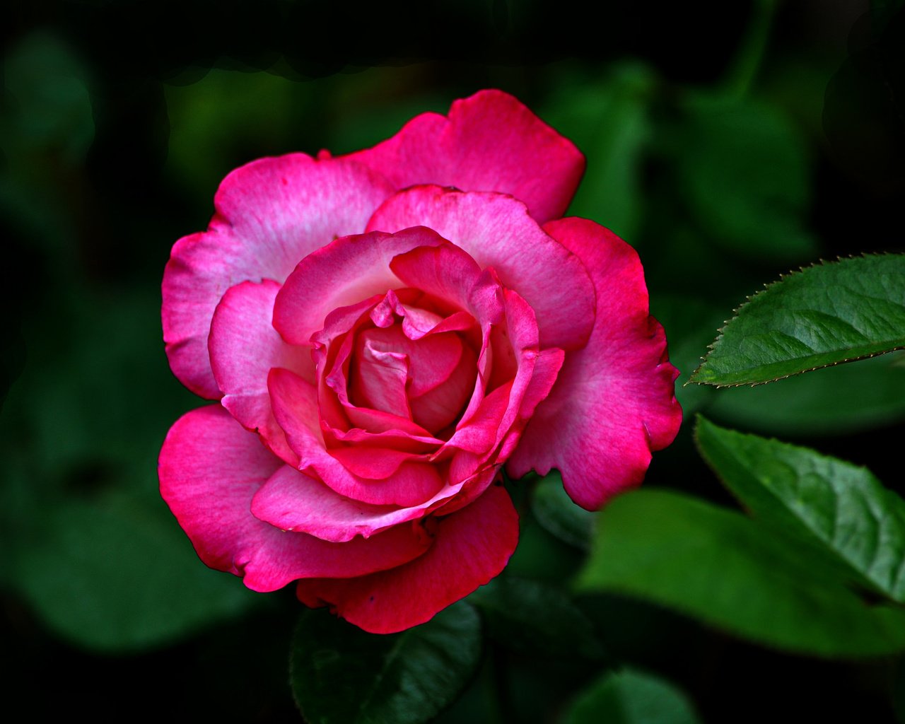 Обои роза, бутон, яркая, rose, bud, bright разрешение 2048x1373 Загрузить