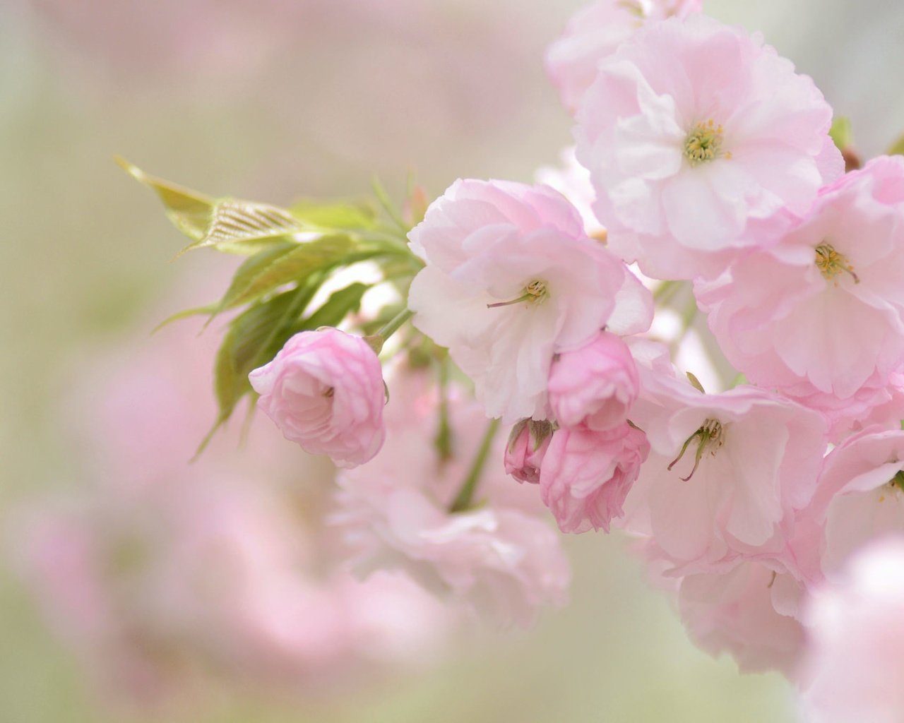 Обои цветы, природа, розовый, вишня, сакура, нежность, flowers, nature, pink, cherry, sakura, tenderness разрешение 2048x1356 Загрузить