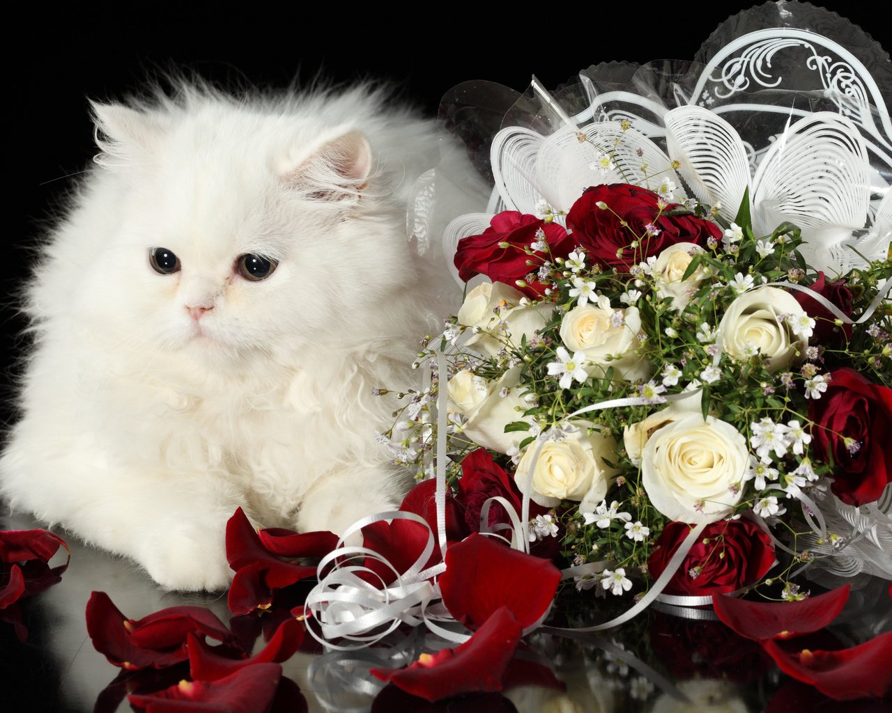 Обои кот, розы, кошка, пушистый, белый, букет, cat, roses, fluffy, white, bouquet разрешение 4368x2912 Загрузить