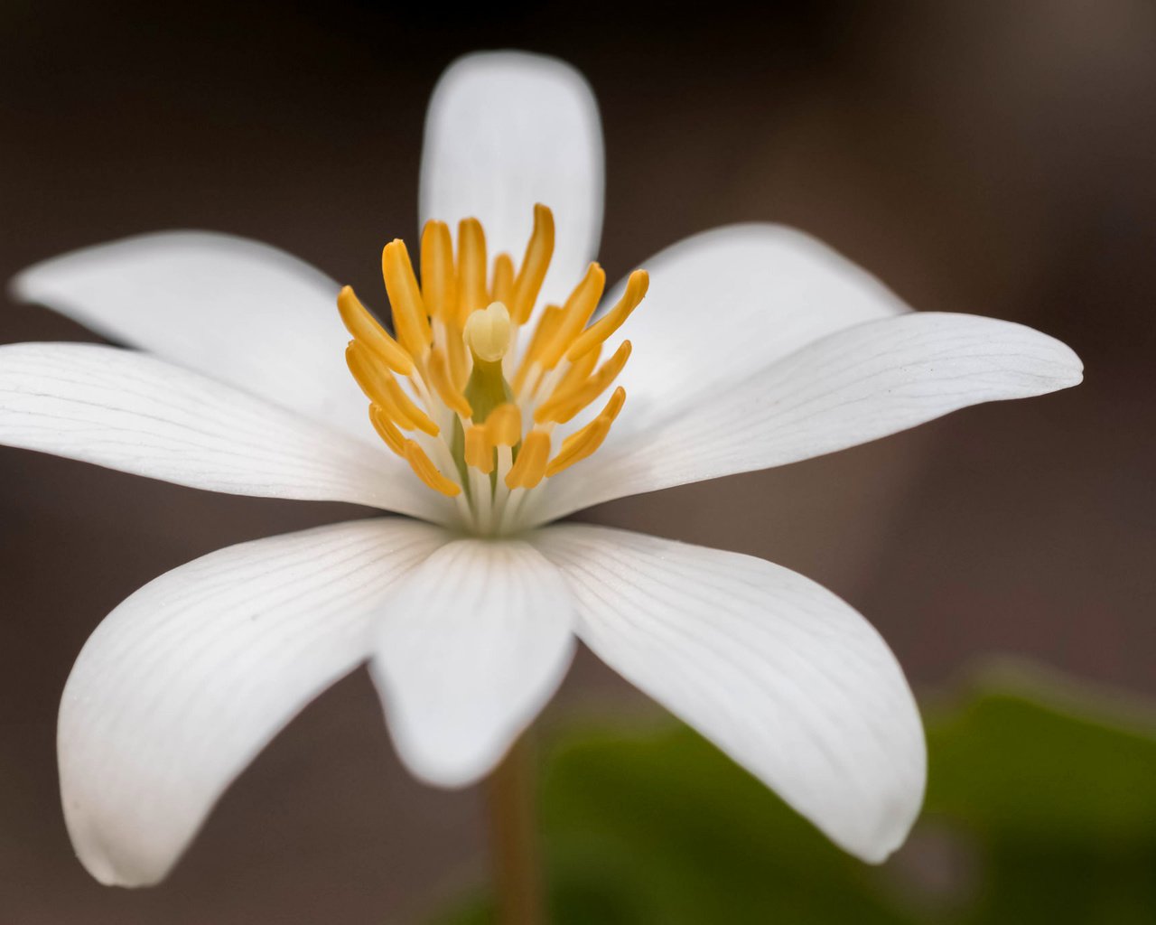 Обои цветок, лепестки, канадская, сангвинария, flower, petals, canadian, sanguinaria разрешение 2048x1365 Загрузить