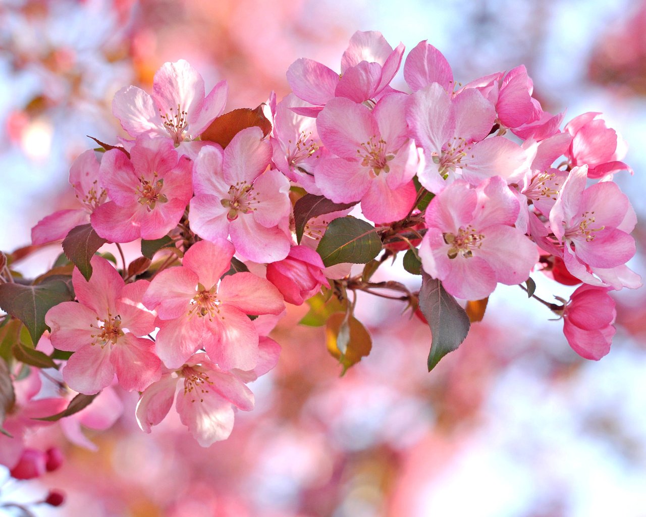 Обои ветка, лепестки, сад, весна, branch, petals, garden, spring разрешение 2048x1360 Загрузить