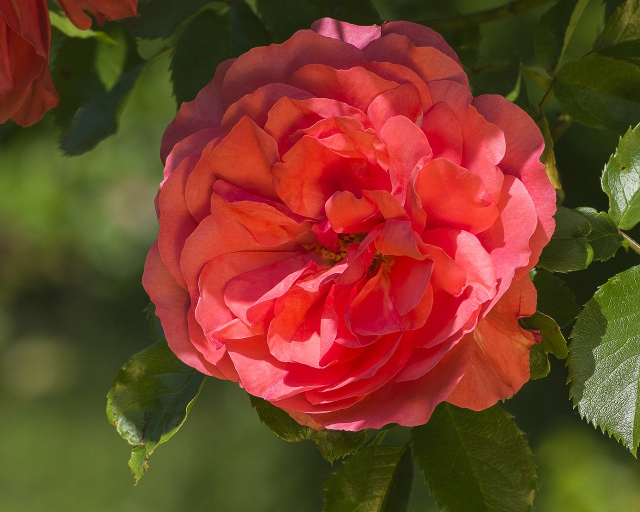 Обои макро, роза, лепестки, красная, красота, macro, rose, petals, red, beauty разрешение 1920x1286 Загрузить