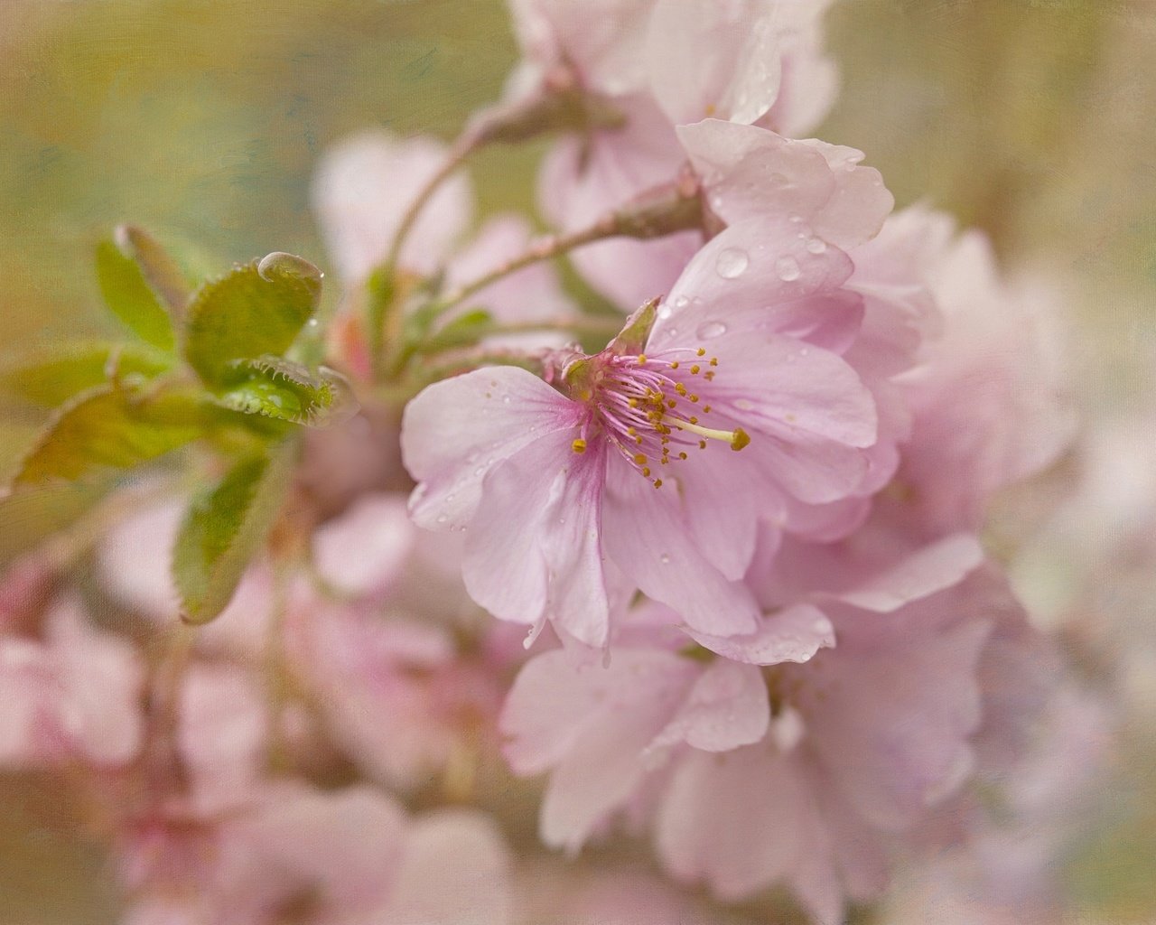 Обои цветение, текстура, макро, вишня, сакура, цветки, flowering, texture, macro, cherry, sakura, flowers разрешение 2048x1365 Загрузить