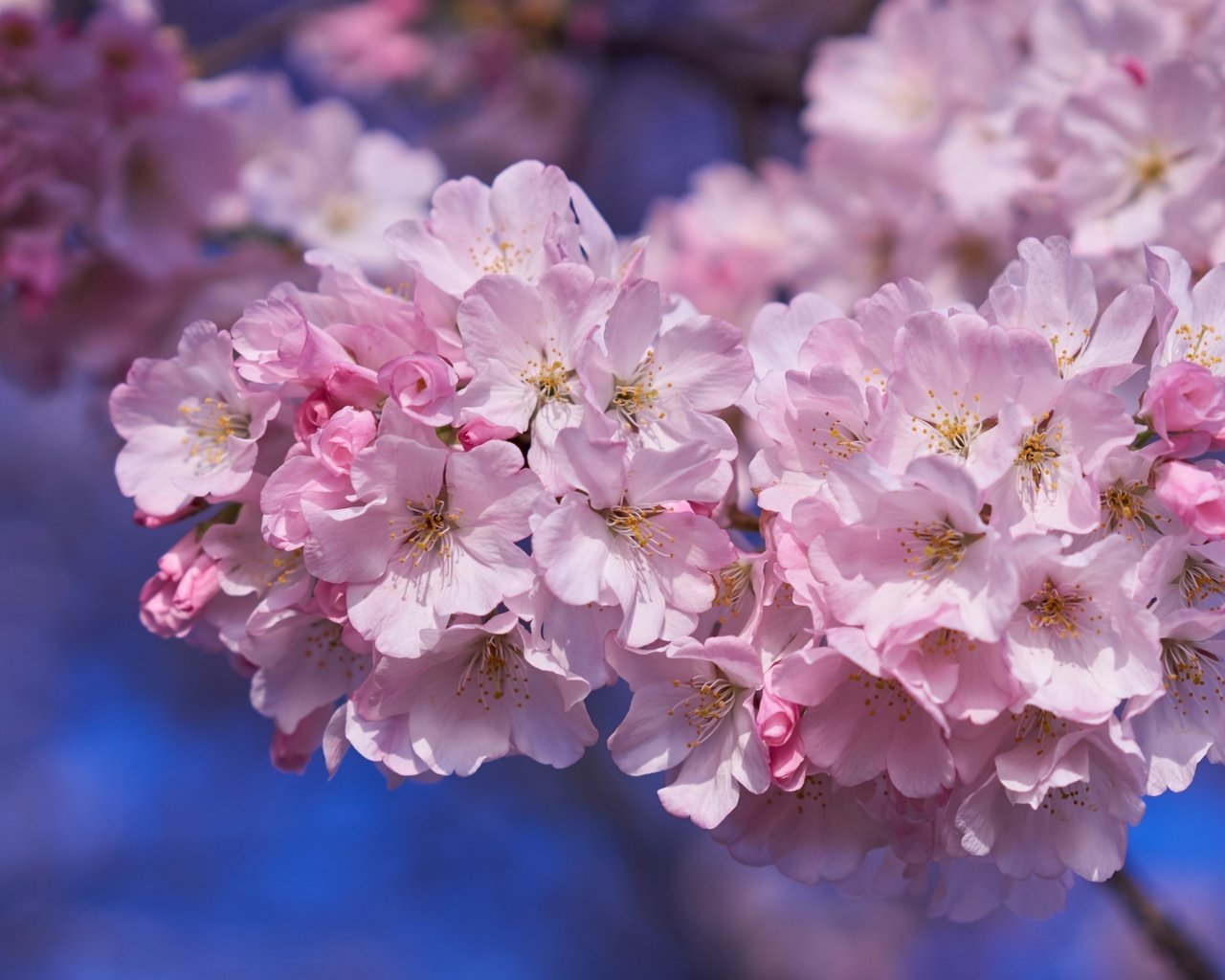 Обои дерево, весна, розовый, вишня, сакура, tree, spring, pink, cherry, sakura разрешение 2400x1523 Загрузить