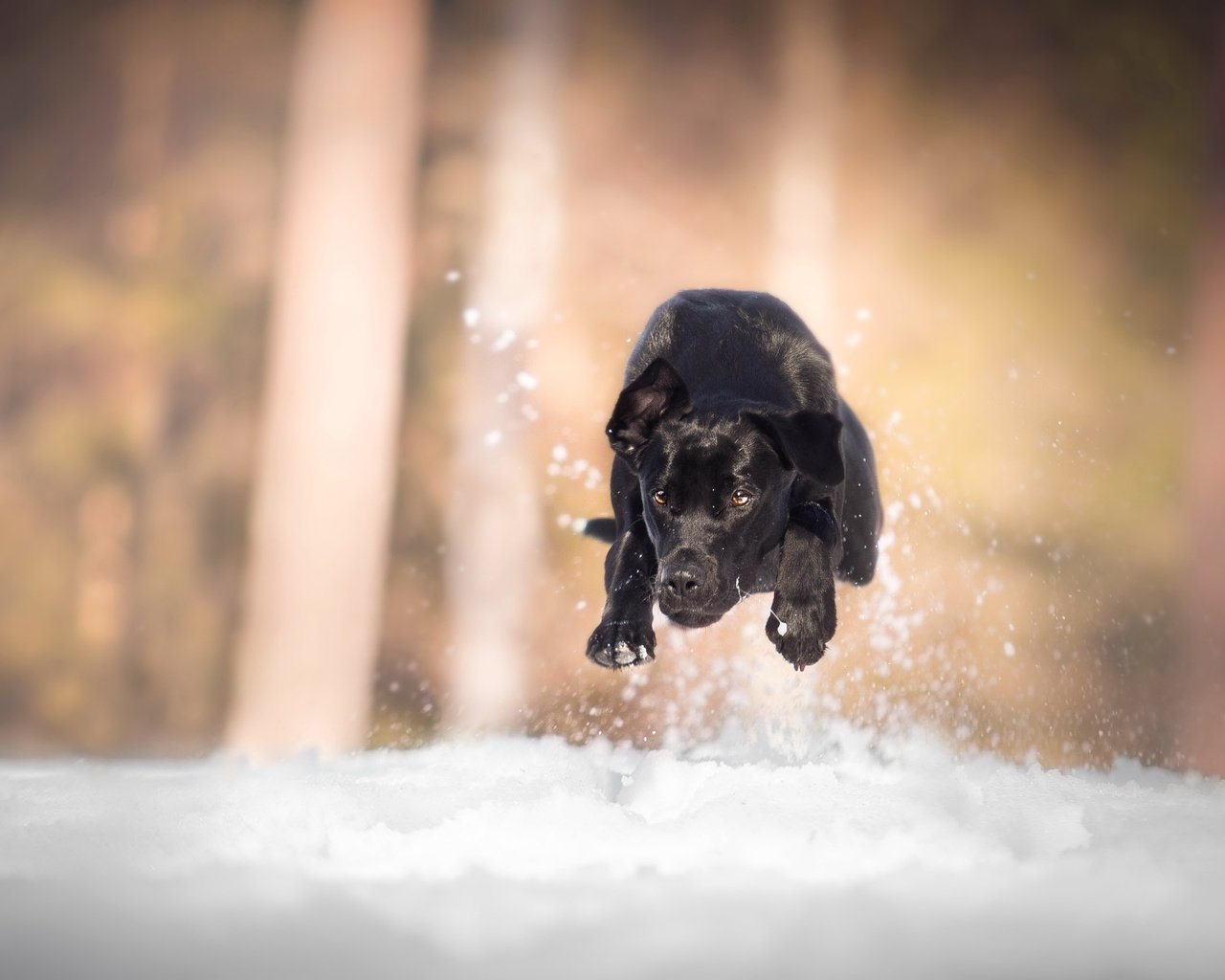 Обои снег, собака, бег, лабрадор, snow, dog, running, labrador разрешение 3520x2212 Загрузить