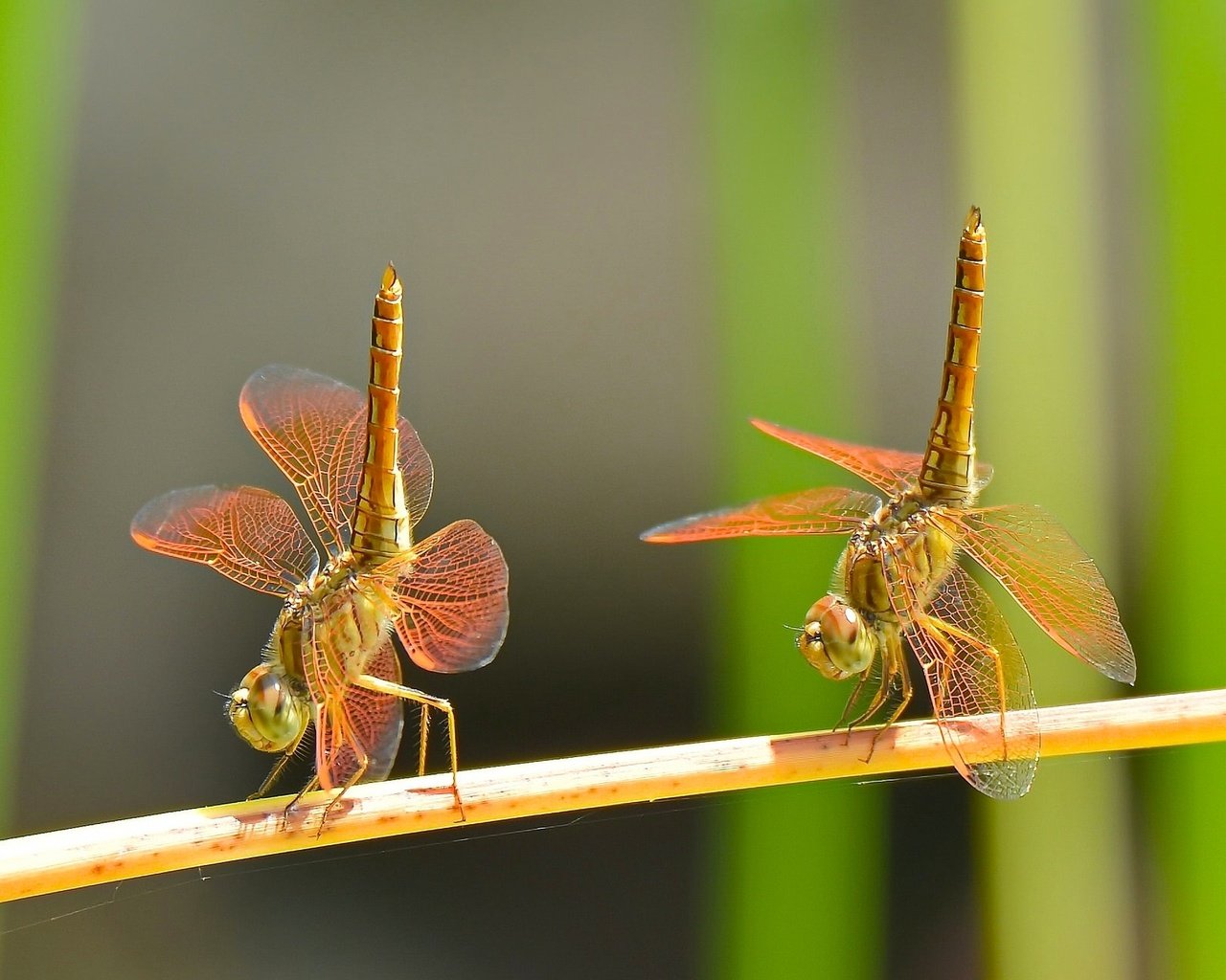 Обои макро, насекомые, танец, парочка, дуэт, стрекозы, macro, insects, dance, a couple, duo, dragonflies разрешение 2048x1288 Загрузить