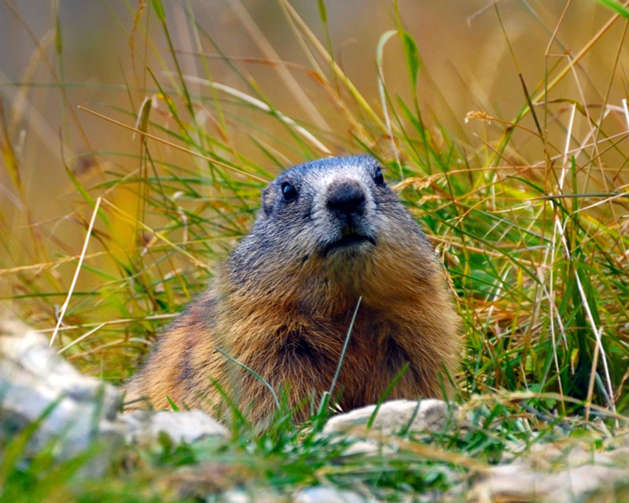 Обои трава, альпы, сурок, грызун, байбак, grass, alps, marmot, rodent, baybak разрешение 1920x1080 Загрузить