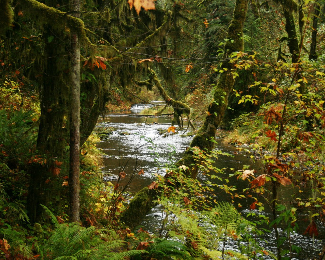 Обои деревья, парк, ручей, кусты, осень, сша, silver falls state park, trees, park, stream, the bushes, autumn, usa разрешение 2048x1365 Загрузить