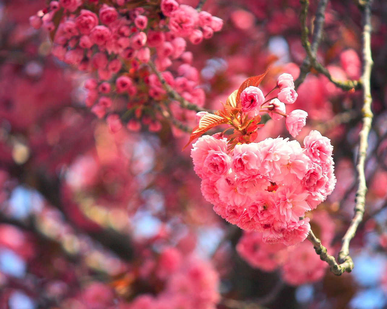 Обои цветение, макро, ветки, вишня, сакура, цветки, боке, flowering, macro, branches, cherry, sakura, flowers, bokeh разрешение 3600x2400 Загрузить