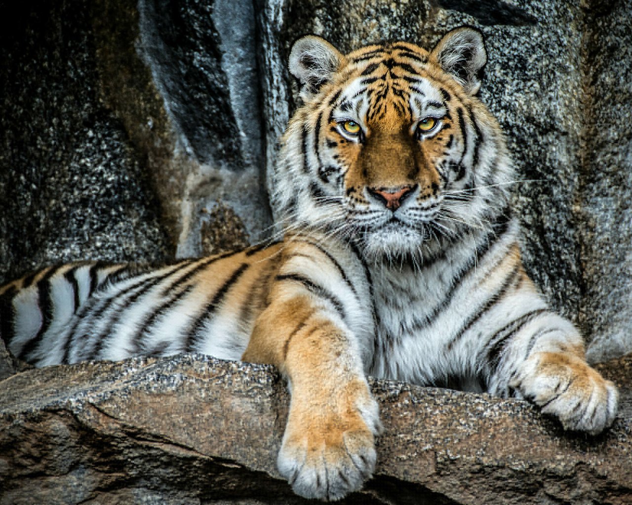 Обои тигр, камни, портрет, взгляд, хищник, красавец, tiger, stones, portrait, look, predator, handsome разрешение 2046x1243 Загрузить