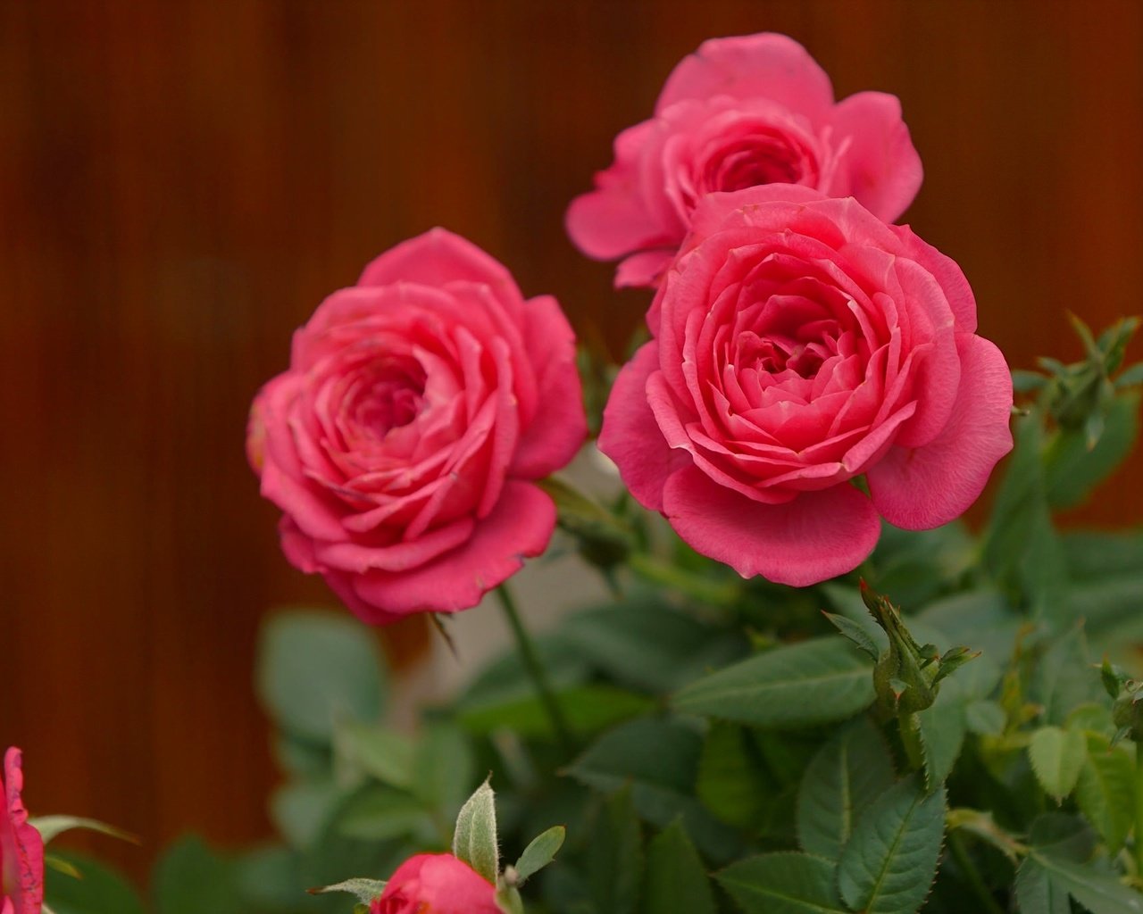 Обои бутоны, фон, розы, buds, background, roses разрешение 2048x1365 Загрузить