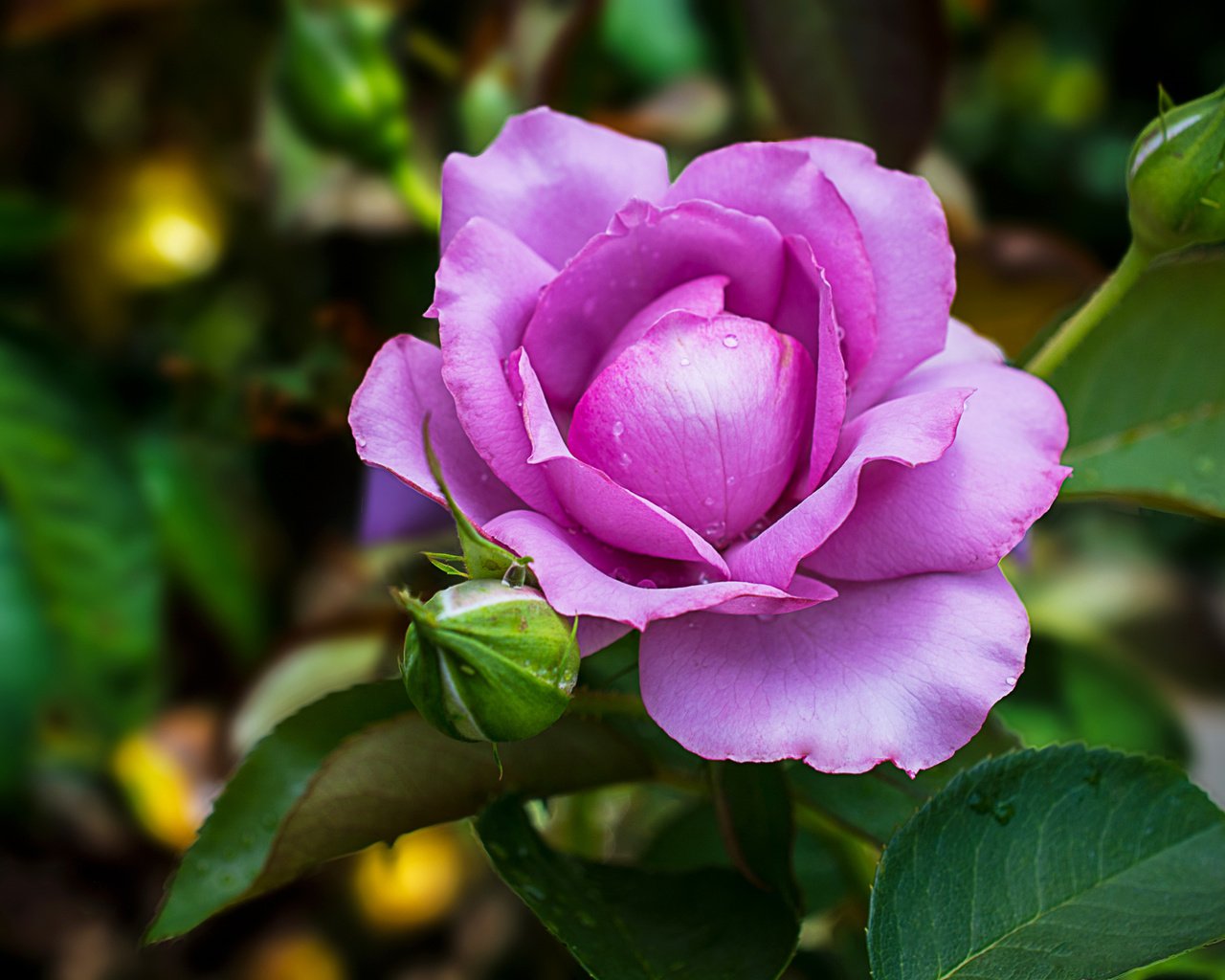 Обои цветение, роза, роз, цветком, фиалка, flowering, rose, roses, flower, violet разрешение 2048x1365 Загрузить