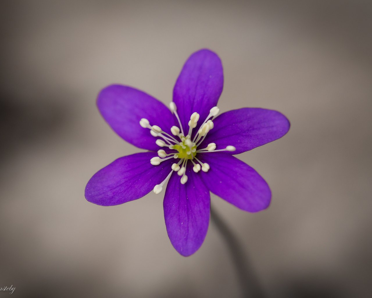 Обои фокус камеры, макро, цветок, фиолетовый, сиреневый, анемона, ветреница, печёночница, перелеска, the coppice, the focus of the camera, macro, flower, purple, lilac, anemone, pechenocna разрешение 2048x1365 Загрузить