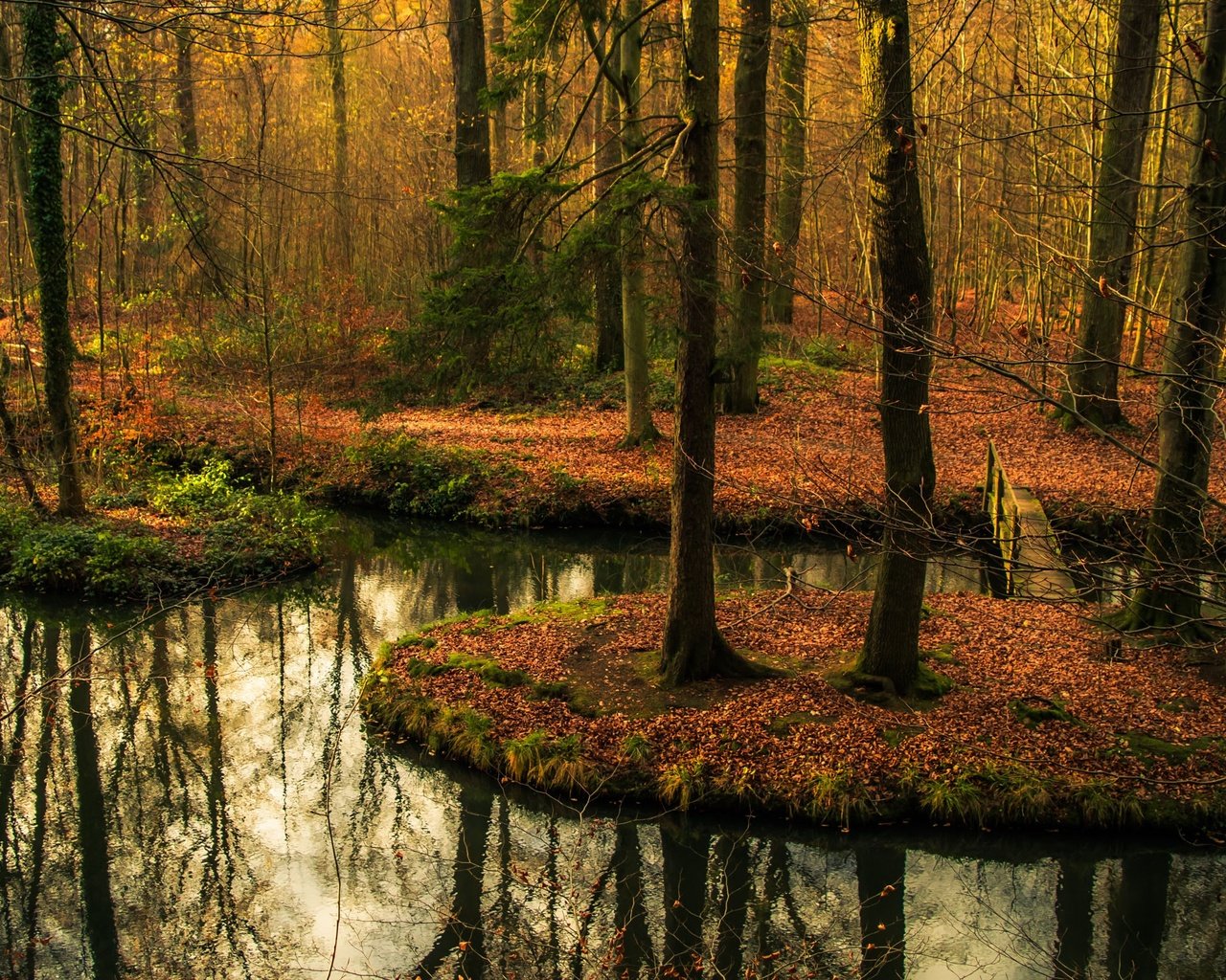 Обои деревья, вода, лес, отражение, мост, осень, водоем, осен, заркало, mirror, trees, water, forest, reflection, bridge, autumn, pond разрешение 2415x1606 Загрузить