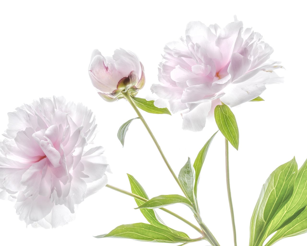 Обои цветы, розовый, нежность, пион, flowers, pink, tenderness, peony разрешение 2048x1365 Загрузить
