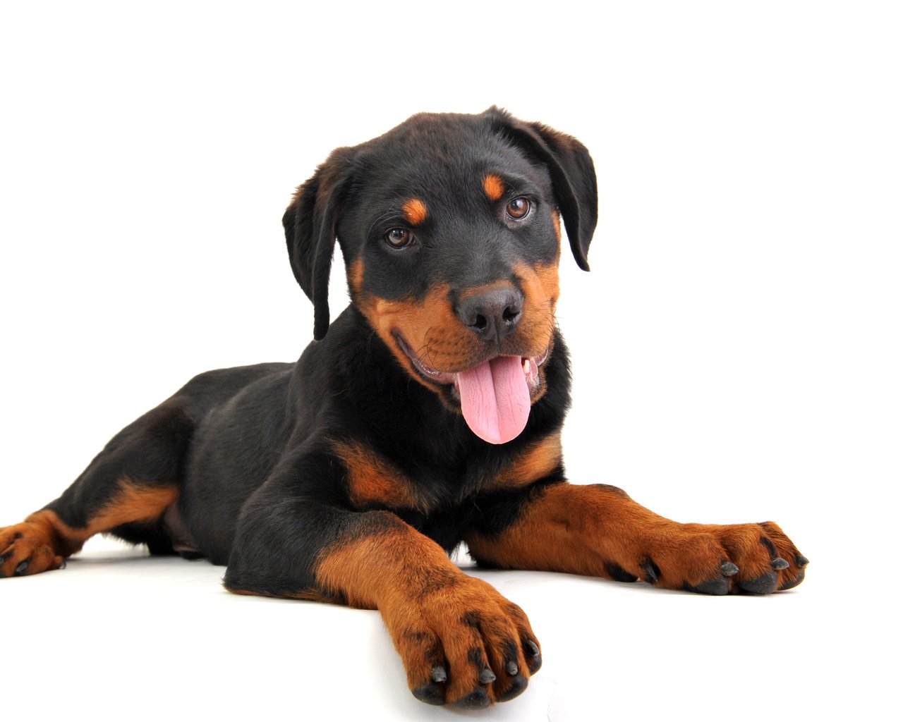 Обои собака, щенок, ротвейлер, dog, puppy, rottweiler разрешение 4012x2643 Загрузить