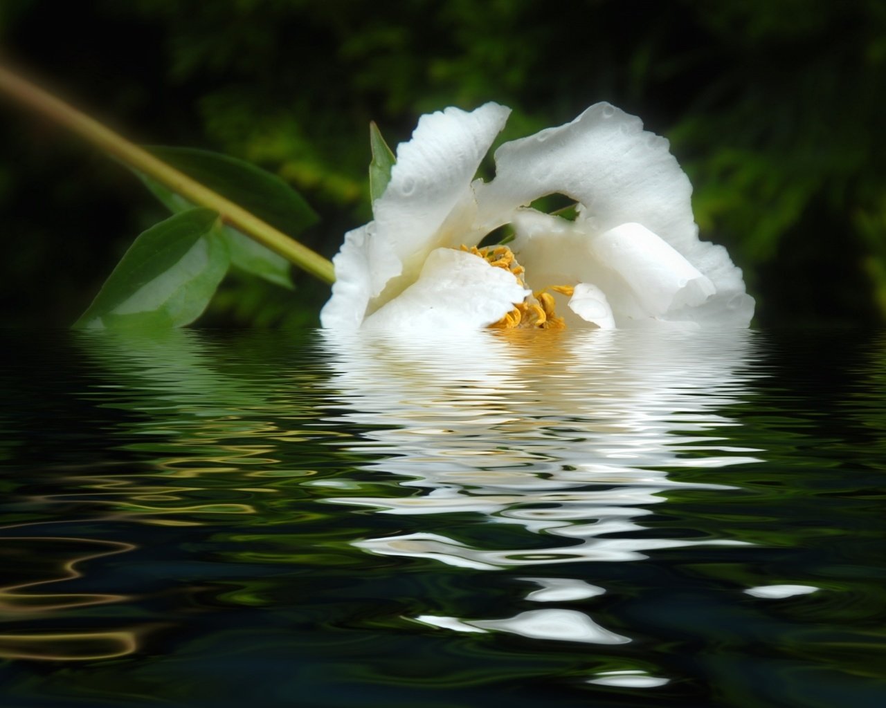 Обои вода, отражение, цветок, лепестки, белый, пион, water, reflection, flower, petals, white, peony разрешение 1920x1208 Загрузить