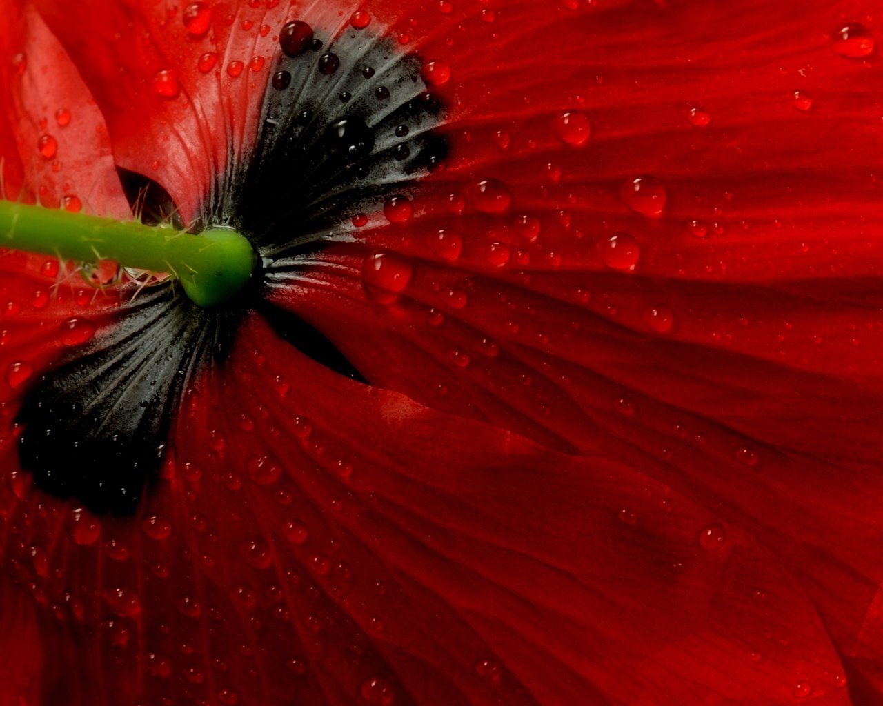 Обои макро, цветок, мак, macro, flower, mac разрешение 2880x1929 Загрузить