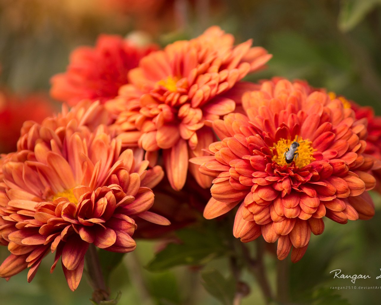 Обои цветы, макро, насекомое, оранжевые, flowers, macro, insect, orange разрешение 1920x1200 Загрузить