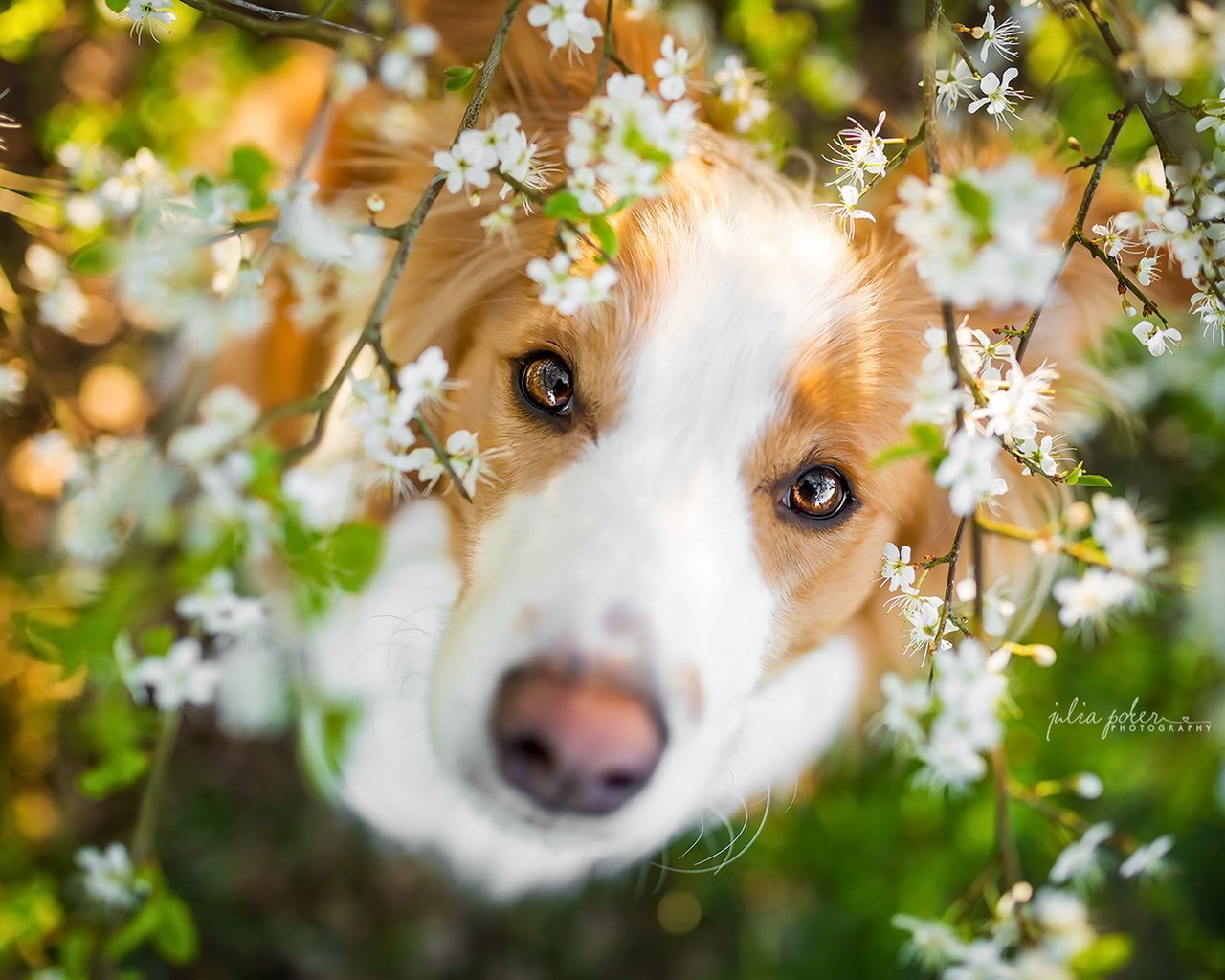 Собака весной