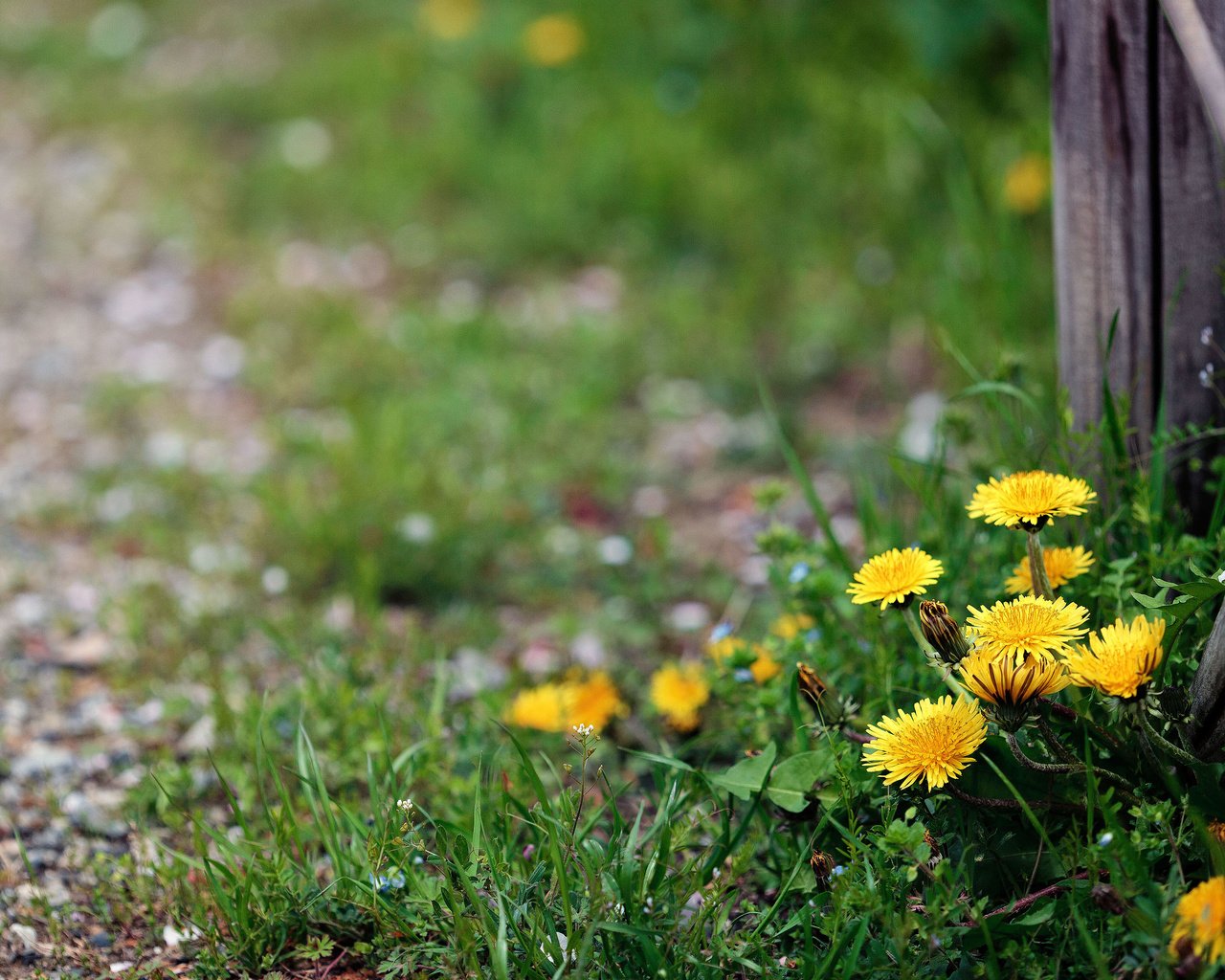 Обои цветы, забор, одуванчики, flowers, the fence, dandelions разрешение 3840x2400 Загрузить