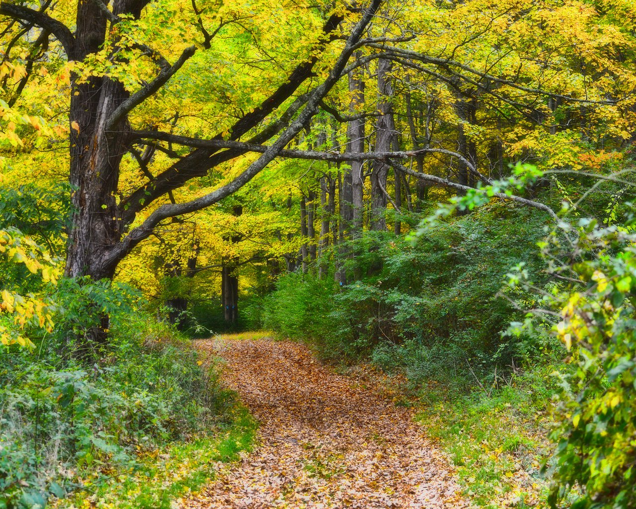 Обои природа, лес, осень, тропинка, nature, forest, autumn, path разрешение 2880x1800 Загрузить
